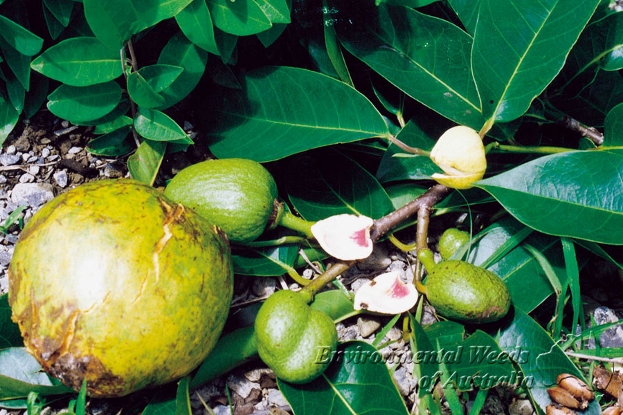 Annona glabra